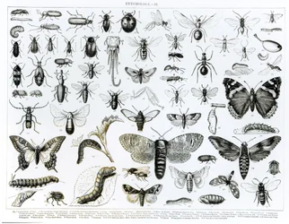 Entomologie